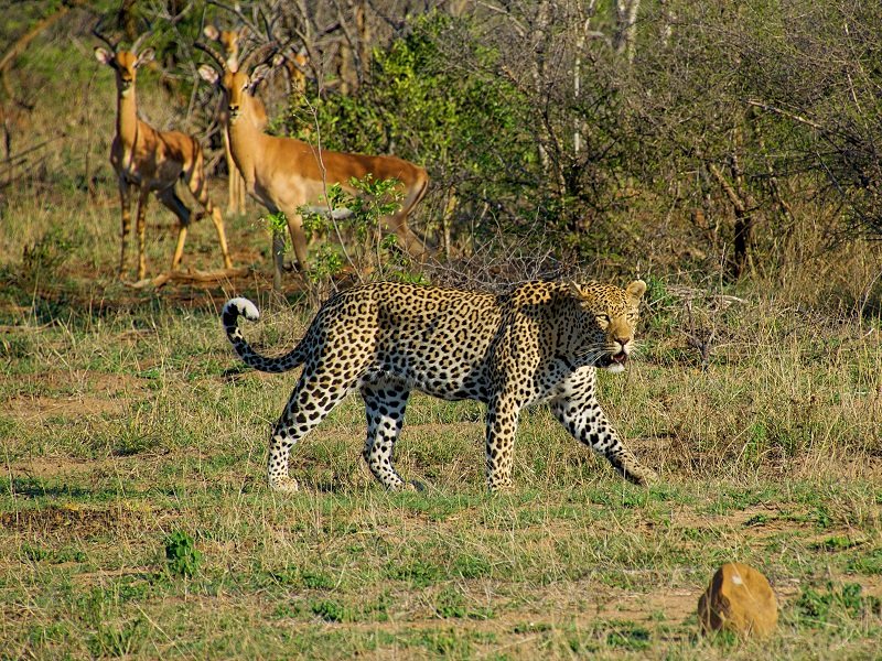 Jour 14 : Parc National Kruger