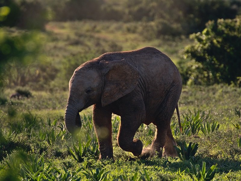 Jour 10 : Tsitsikamma - Addo Elephant