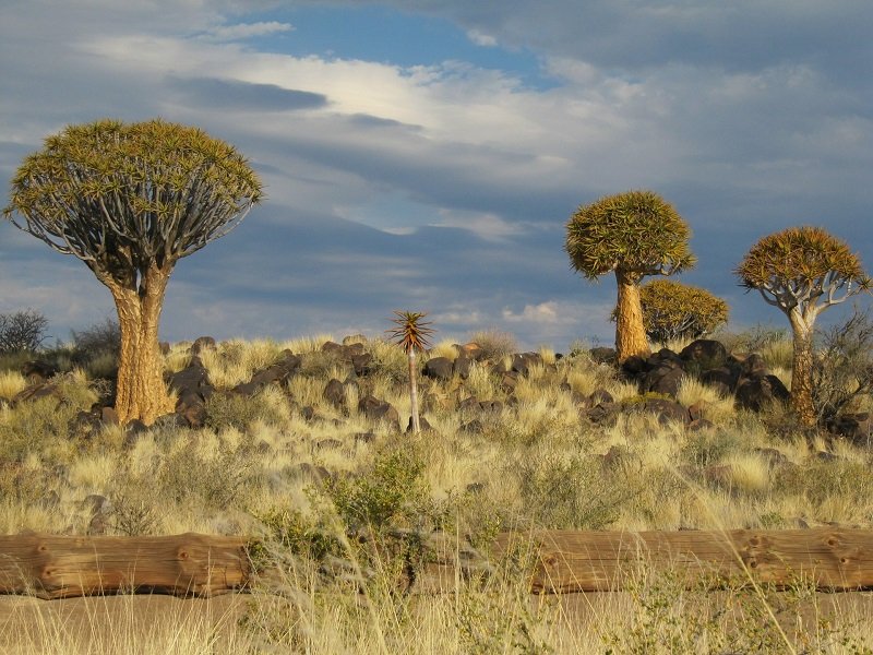Jour 8 : Namib - Désert du Kalahari