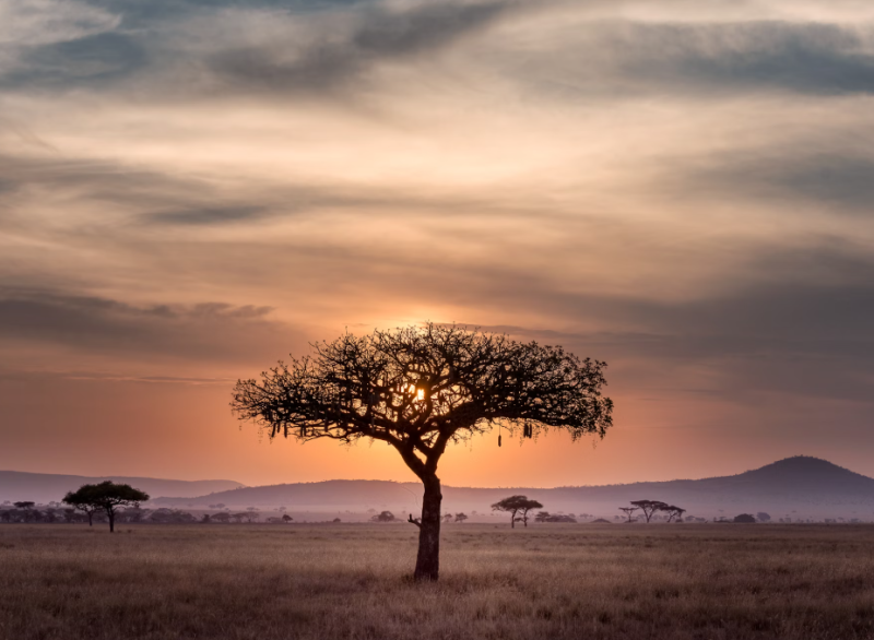 Tanzanie Parcs du Nord 