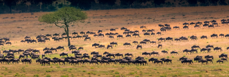 Tanzanie Essentielle 