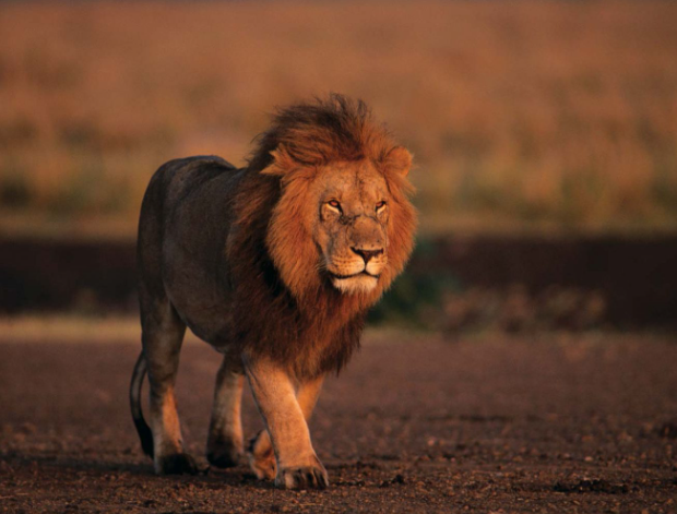 Savane & Coquillages 