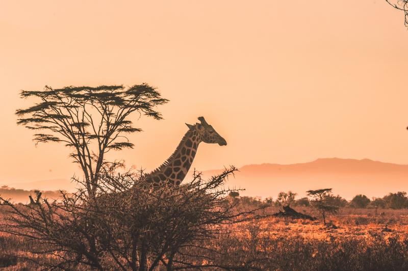 Découvertes Kenyanes