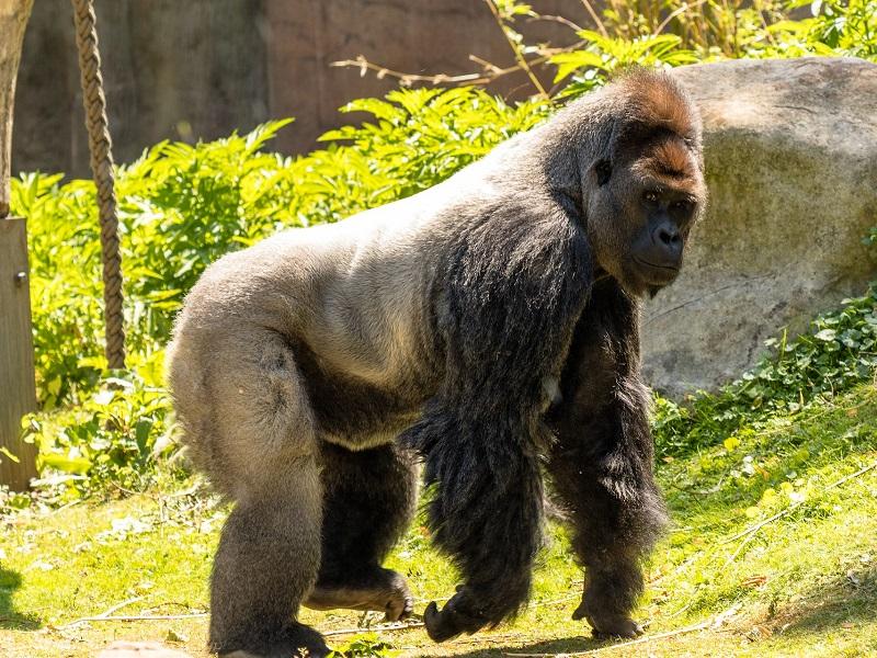 L'Ouganda et le Rwanda En Toute Intimité