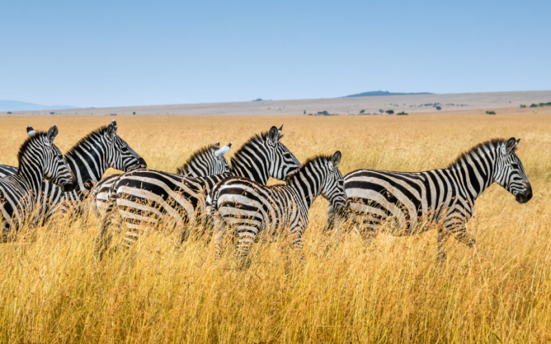 Familia Grande Tanzania 